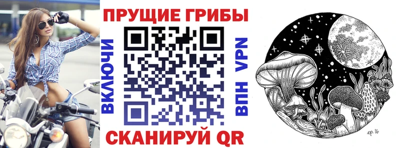 Псилоцибиновые грибы Psilocybe  Свободный 